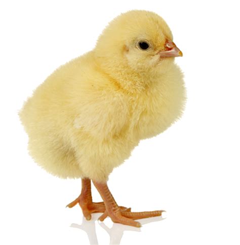 Baby Chicken Free Png Image Png Arts