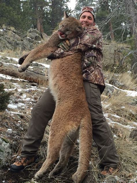 Mountain Lion Hunting Western Timberline Outfitters