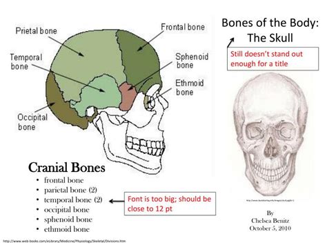 Ppt Bones Of The Body The Skull Powerpoint Presentation Id2282855