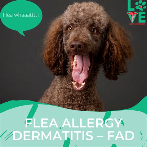 Flea Allergy Dermatitis Fad I Love Veterinary