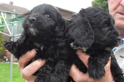 The current median price for all cockapoos sold is $1,575.00. Black cockapoo boy puppies for sale | Southampton ...