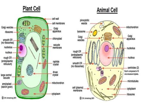 Cell Organelles And Their Functions Diagram Quizlet