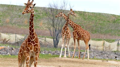 Giraffes The Columbus Zoo Marada Flickr
