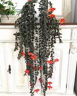Some signs of problems are leggy growth, leaf drop, and lack of flowering. columnea gloriosa ~ goldfish plant | Goldfish plant ...