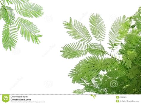 Green Leaves And Branches Include Clipping Paths Stock Photo Image