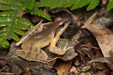 Ryukyu Brown Frog Amphibians Of Okinawa By Shawn Miller Okinawa