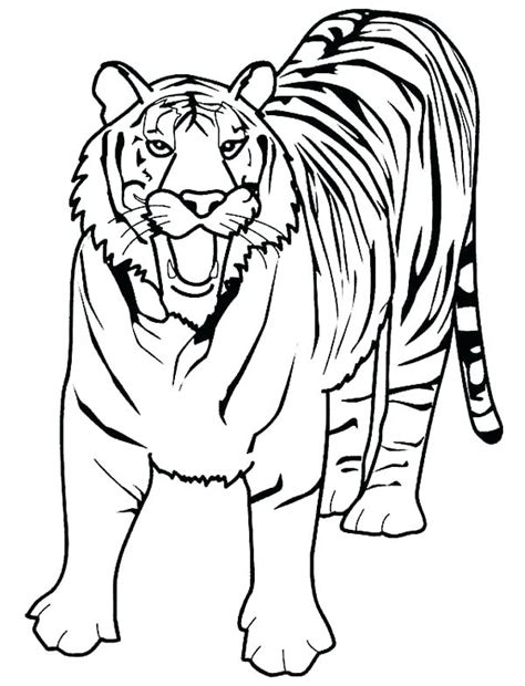 Lion And Tiger Coloring Pages At Getcolorings Com Free Printable
