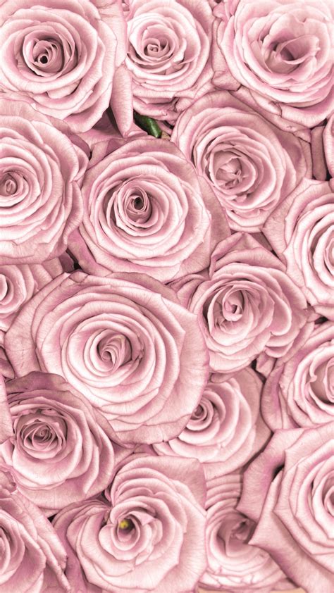 Iphone Background Pink Roses Rose Gold Wallpaper Iphone Rose Gold