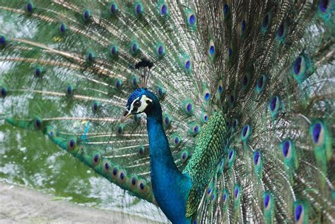 Kuala lumpur adalah ibukota dari malaysia. KUALA LUMPUR - PUTRAJAYA - LABUAN: KL Bird Park - Si Merak