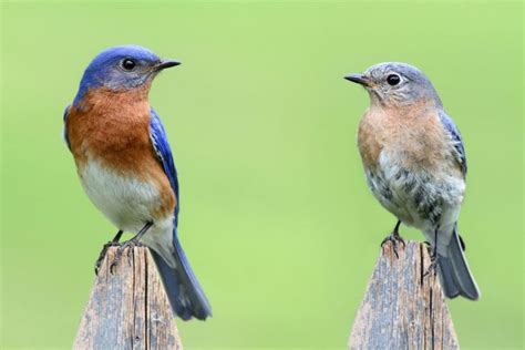 Top 20 Backyard Birds In Missouri Free Identification Printable