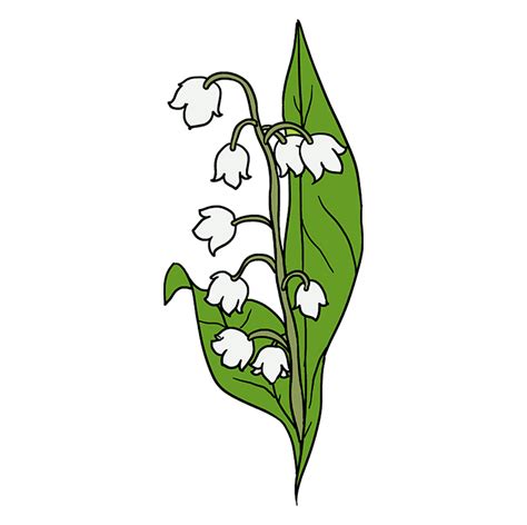 How To Draw A Lily Of The Valley Really Easy Drawing Tutorial