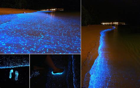 A Maldives Beach Awash In Bioluminescent Phytoplankton Looks Like An