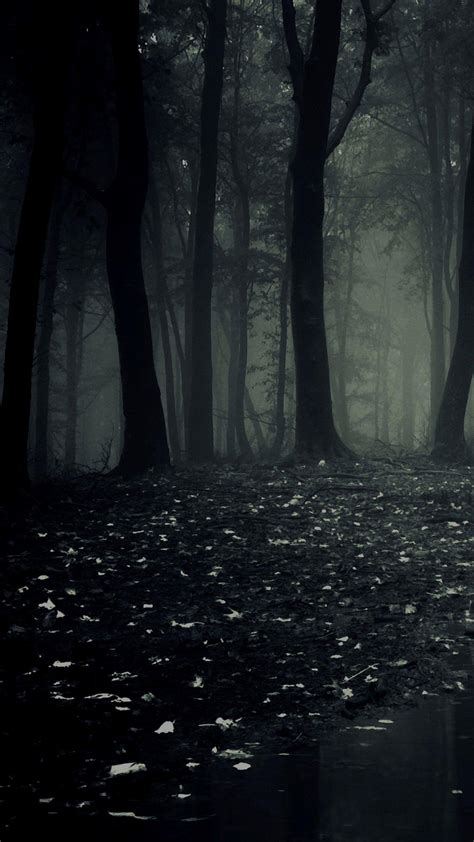 Black Dark Forest Wallpapers Top Free Black Dark Forest Backgrounds