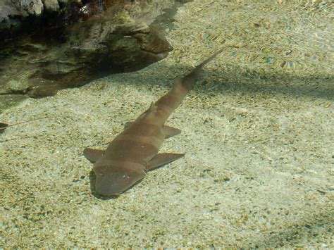 The Online Zoo Brown Banded Bamboo Shark