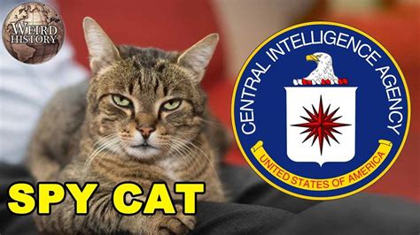 How The Cia Tried To Train A Cat To Be A Spy