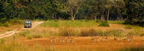 Tigers In Golden Meadows Of Kanha National Park