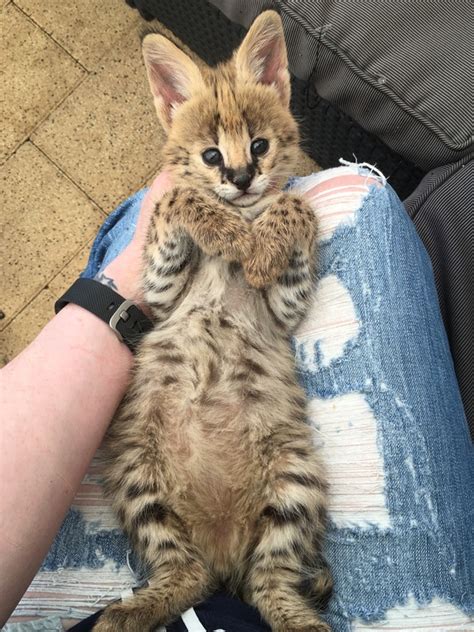 They are known to love water. Serval Kittens UK - Cats from your wildest dreams