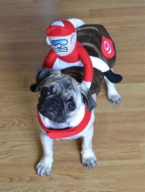 Our Pug Boo And His Jockey Pugcostume Pughalloween Pugjockey Pughorse