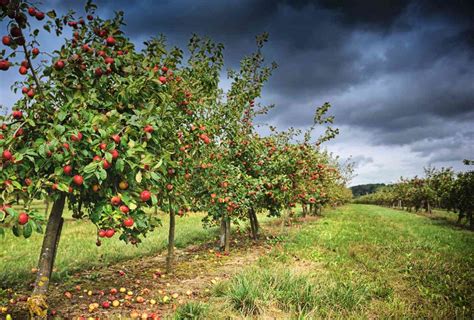 Maybe you would like to learn more about one of these? Wholesale Fruit Trees | Apple, Cherry, Apricot | Kingsdown ...