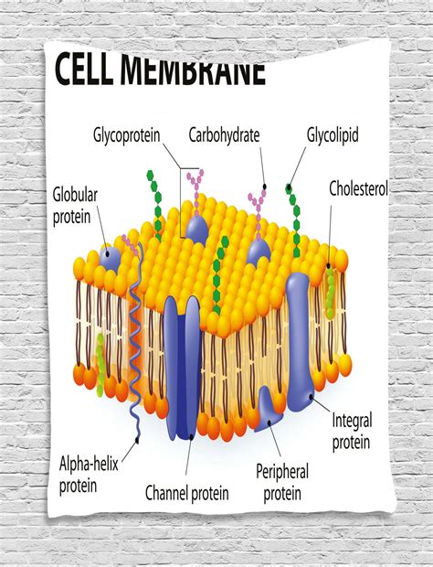 Educational Tapestry Detailed Diagram Of Membrane Cell Structure Types