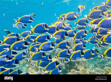 Maldives Island Underwater View Shoal Of Fish Stock Photo Alamy