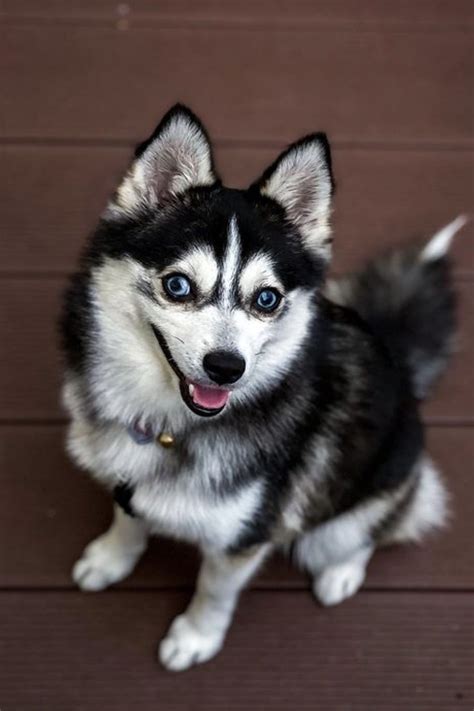 Teacup Pomsky Guide The Truth About This Tiny Breed