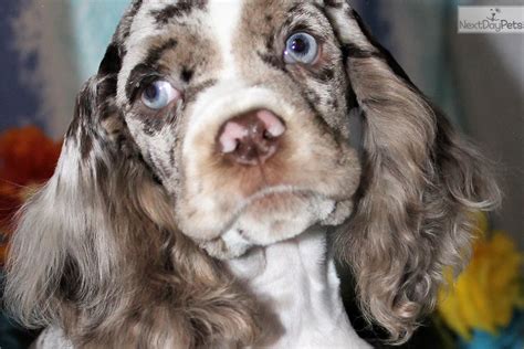Find a english cocker spaniel puppy from reputable breeders near you and nationwide. Wisdom: Cocker Spaniel puppy for sale near Denver, Colorado. | dd6d8a26-5881