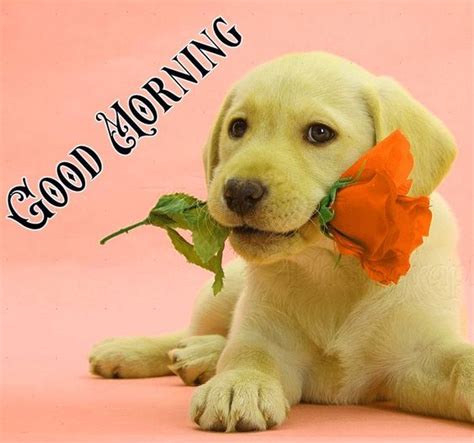 339 Cute Dog Good Morning Images Dog Puppy Good Morning Hd Pics