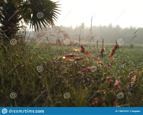 Winter Season Snow Clearing Plantand X27s During Sunrise Stock Image
