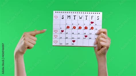 Female Hands Hold A Womans Periods Calendar Isolated On Studio Green