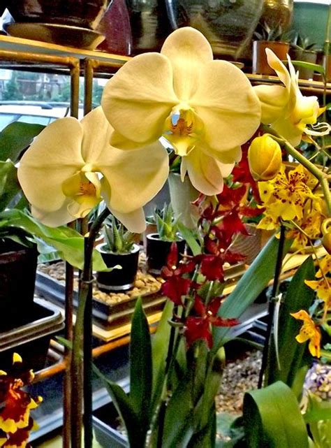 Yes We Have Orchids Orchids Houseplants Plants