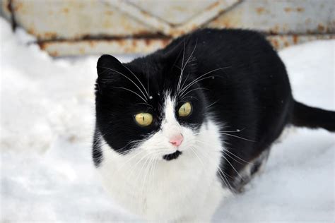 How To Keep Your Cat Safe This Winter Wikipet