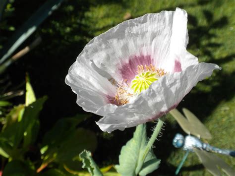 Persian White Poppy Seeds Papaver Somniferum India 4 Sizes