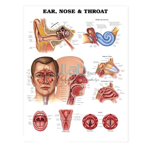 Ear Nose Throat Chart India Ear Nose Throat Chart Manufacturer