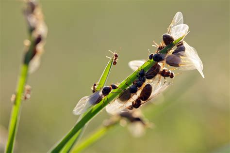 The Ins And Outs Of Flying Ants
