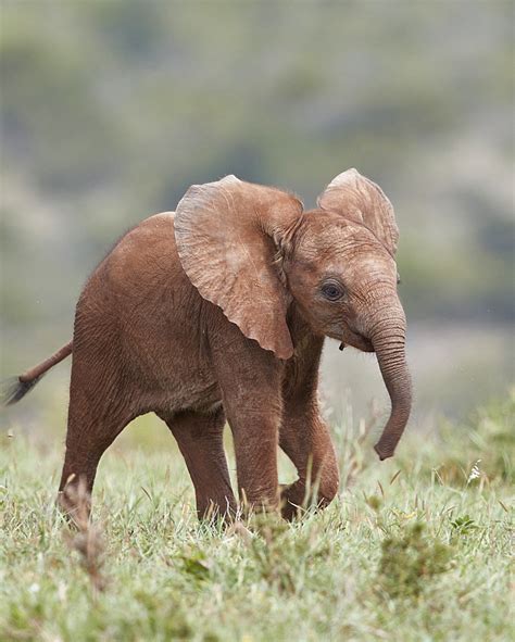 Beautiful Stock Photos Of Baby Elephants In South Africa