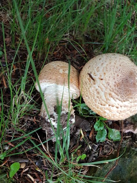 Help Identify Identifying Mushrooms Wild Mushroom Hunting