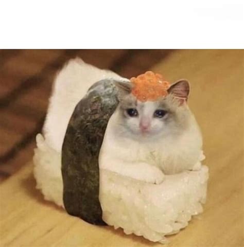 Sad Cat Meme Picture Images And Photos Finder