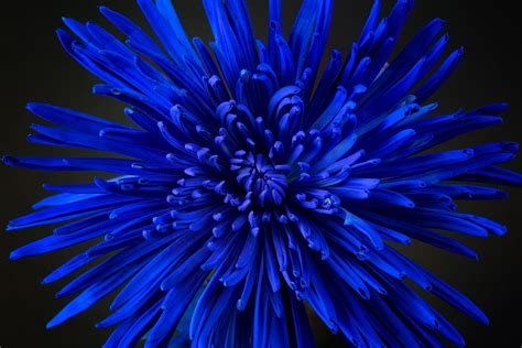 Blue Spider Chrysanthemum Flower Desktop Wallpaper Photography
