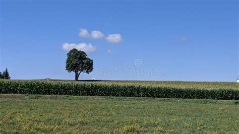 A Tree In The Corn Field Stock Photo Image Of Tree 192281052
