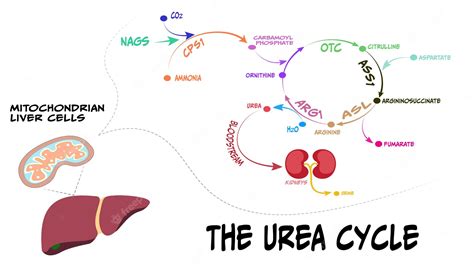 Premium Vector Urea Cycle Metabolic Pathway Vector Diagram