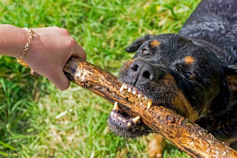 How To Stop Aggressive Behavior In Dogs