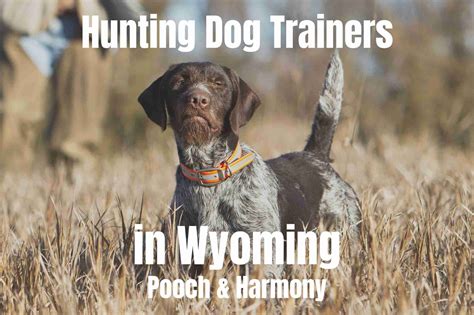 Hunting Dog Trainers in Wyoming - Pooch & Harmony