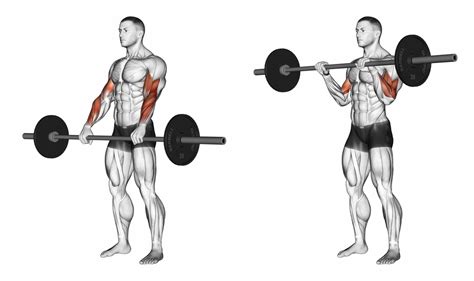 Reverse Barbell Curl Forearm Exercise