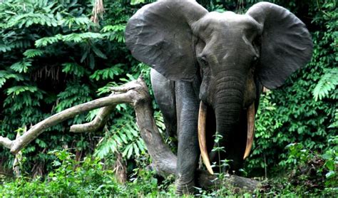 Closure Of Domestic Ivory Markets Good News For Congo Basin Infocongo