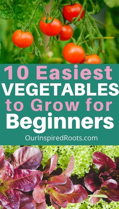 10 Best Vegetables To Grow For Beginner Gardening Easy Vegetables To
