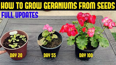 How To Grow Geranium At Home Full Information Youtube