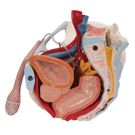 Male Pelvis Skeleton Model With Ligaments Vessels Nerves Pelvic Floor Muscles And Organs 7