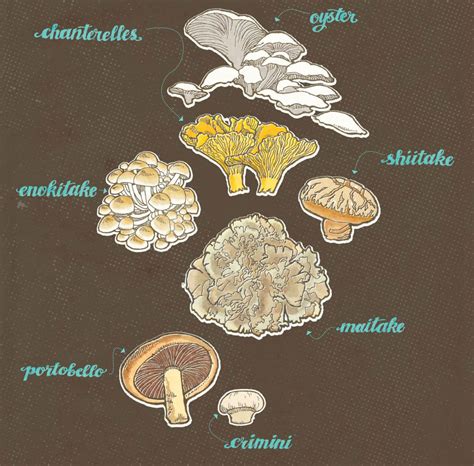 Edible Mushroom Types