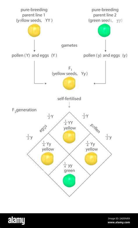 Mendelian Genetics Punnett Square Diagram Showing The Genetics Of